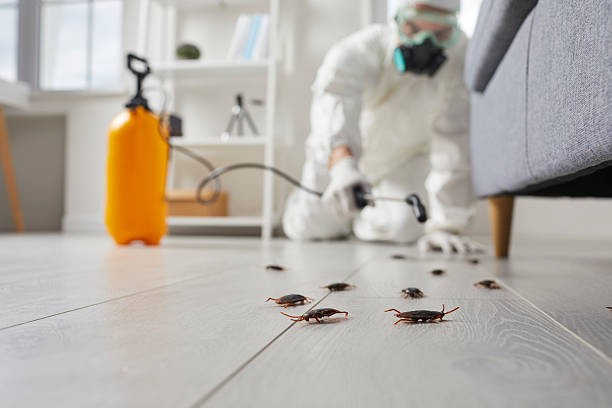 Post-Treatment Bed Bug Interceptor Monitoring in Caryville